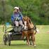 Nashoba Carriage Association Driving Derby